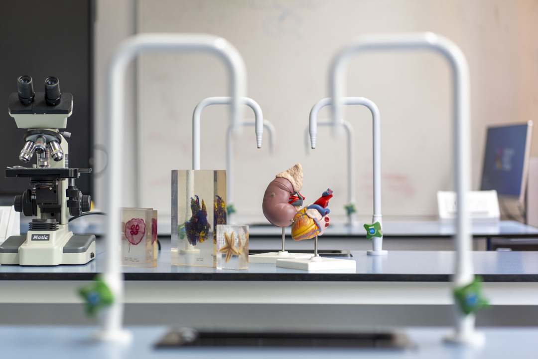 A science lab bench displays colourful models, including a kidney and heart, alongside a microscope and preserved biological specimens, all ready for a hands-on lesson in discovery