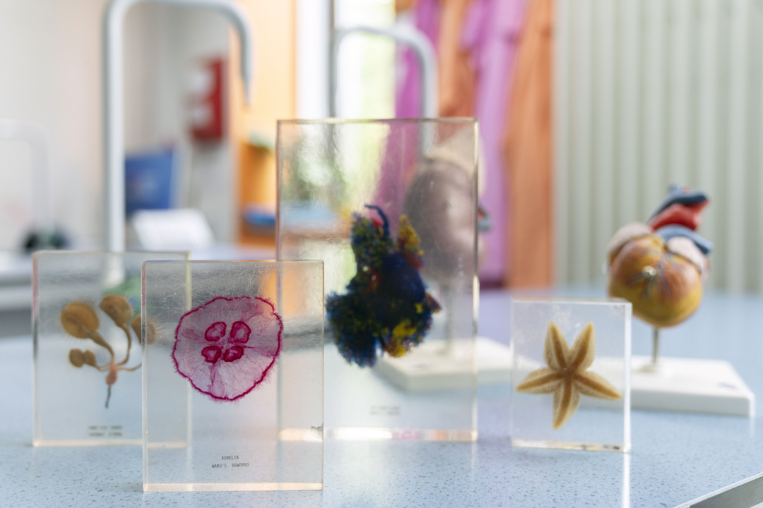 A row of preserved biological specimens in clear blocks sits on a lab bench, with a colourful heart model and bright lab coats in the background—science class is in session and full of curiosity